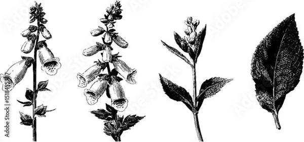 Fototapeta Engraved botanical illustration set of foxglove flowers and leaves for design