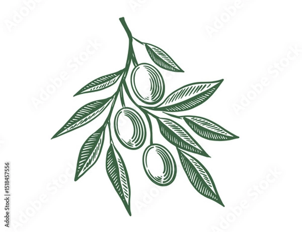 Fototapeta Olive branch sketch with olives and leaves	

