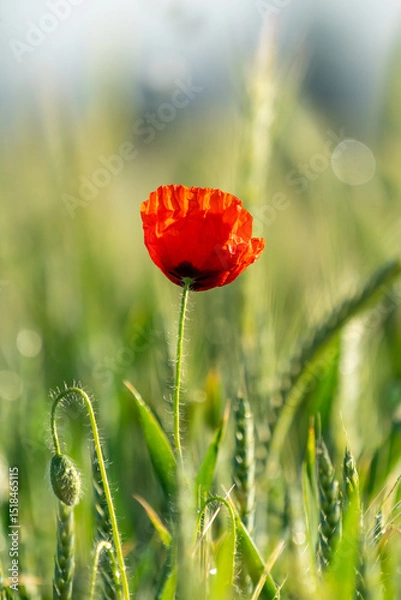 Fototapeta Eine Mohnblume in einem Getreidefeld