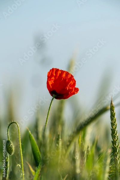 Fototapeta Eine Mohnblume in einem Getreidefeld