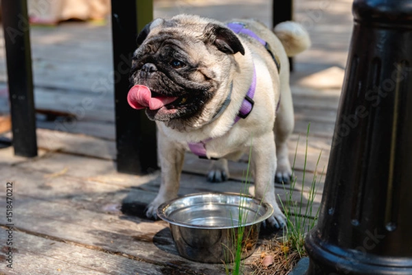 Fototapeta Cute pug dog with its tongue out, drinking fresh water from its metal bowl on a wooden deck during a sunny day, enjoying a refreshing moment outdoors