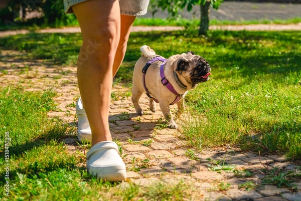 Fototapeta Woman wearing white clogs walking a pug dog dressed in a purple harness along a charming cobblestone path in a sunlit park, enjoying a warm summer day outdoors