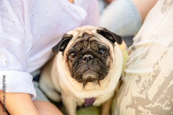 Fototapeta Lovely pug with a collar sitting comfortably between its owners' legs, soaking up the sun on a warm day outdoors, radiating joy and companionship in a vibrant park setting