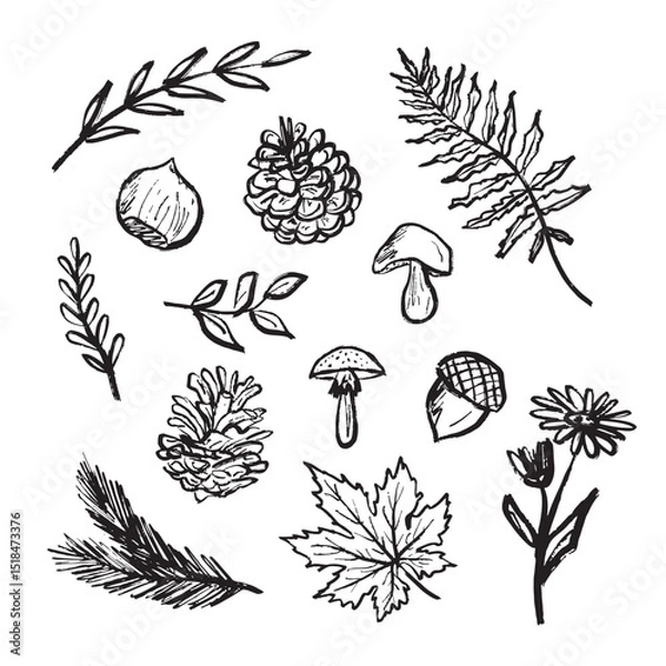 Fototapeta Forest symbols - nut, branch with leaves, field flower, pine cone, mushrooms design in black brush stroke texture isolated on white. Hand drawn vector sketch illustration in vintage charcoal ink.