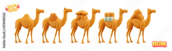 Fototapeta Vector set of realistic isolated camels on white background.