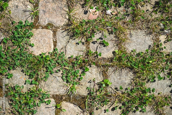 Fototapeta Green grass and clover thriving in the cracks of a stone paved pathway, forming an intricate and beautiful natural pattern in a serene garden setting