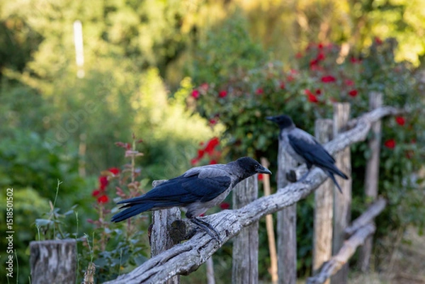 Fototapeta Gray raven in park. Hooded Crow, a black and grey crow bird of the Corvidae family, also called Corvus Cornix, standing on the fence.