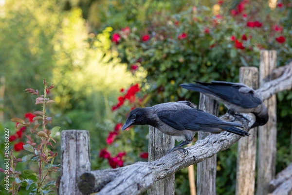 Fototapeta Gray raven in park. Hooded Crow, a black and grey crow bird of the Corvidae family, also called Corvus Cornix, standing on the fence.