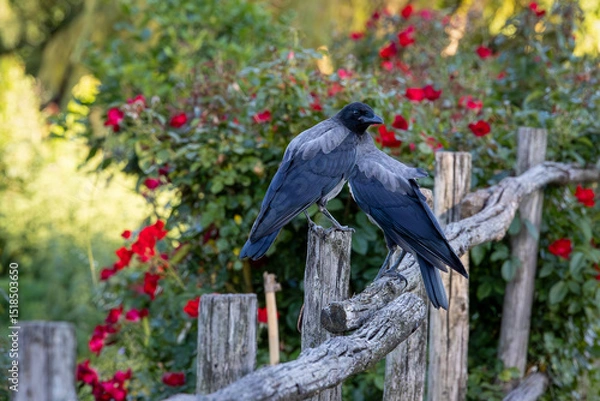 Fototapeta Gray raven in park. Hooded Crow, a black and grey crow bird of the Corvidae family, also called Corvus Cornix, standing on the fence.
