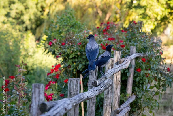 Fototapeta Gray raven in park. Hooded Crow, a black and grey crow bird of the Corvidae family, also called Corvus Cornix, standing on the fence.