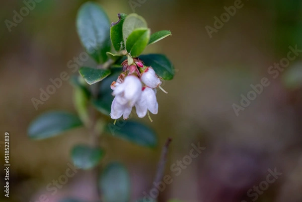 Fototapeta Lingonberry Vaccinium vitis-idaea, with pending white bell-shaped flowers. Partridgeberry Vaccinium vitis-idaea a flowering plant in the heath family Ericaceae. 