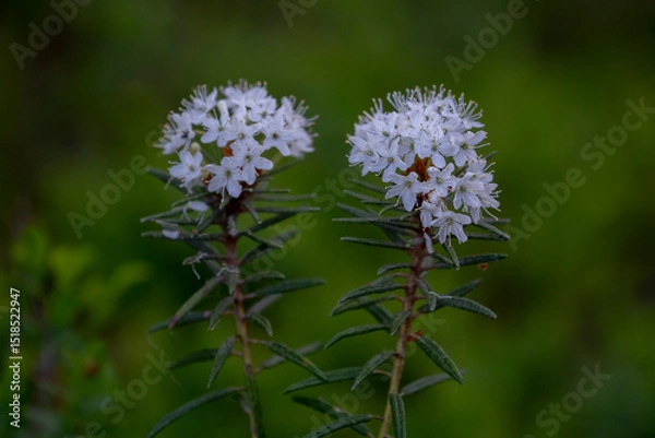 Fototapeta Rhododendron tomentosum (syn. Ledum palustre), commonly known as Marsh Labrador tea, northern Labrador tea or wild rosemary