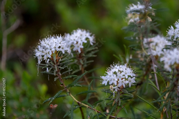 Fototapeta Rhododendron tomentosum (syn. Ledum palustre), commonly known as Marsh Labrador tea, northern Labrador tea or wild rosemary