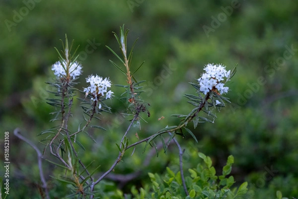 Fototapeta Rhododendron tomentosum (syn. Ledum palustre), commonly known as Marsh Labrador tea, northern Labrador tea or wild rosemary