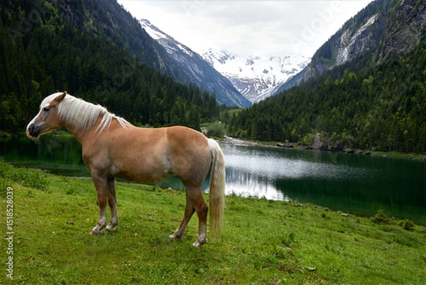 Fototapeta Pferd auf Wiese an Stausee im Stillup tal Zillertal