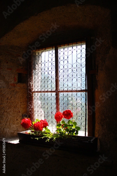 Obraz finestra con gerani