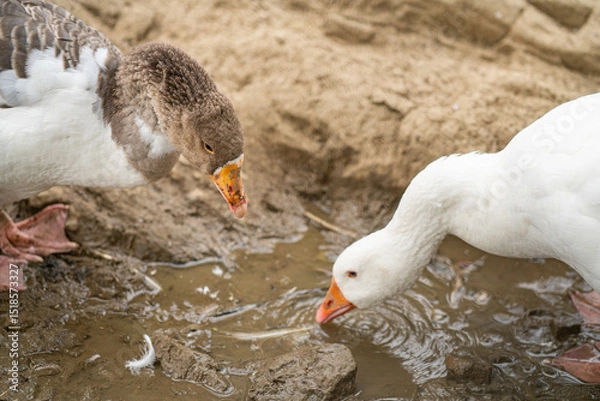 Obraz Graceful Geese and Playful Ducks: Tranquil Wildlife Moments