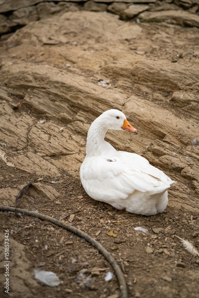 Obraz Graceful Geese and Playful Ducks: Tranquil Wildlife Moments