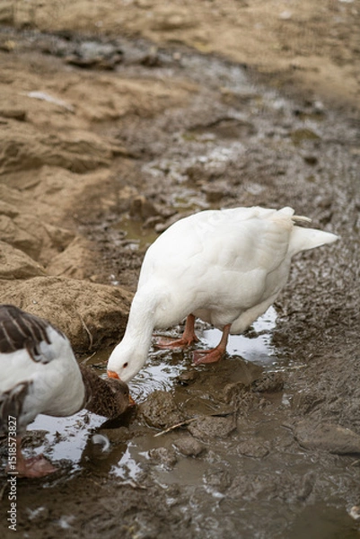 Obraz Graceful Geese and Playful Ducks: Tranquil Wildlife Moments