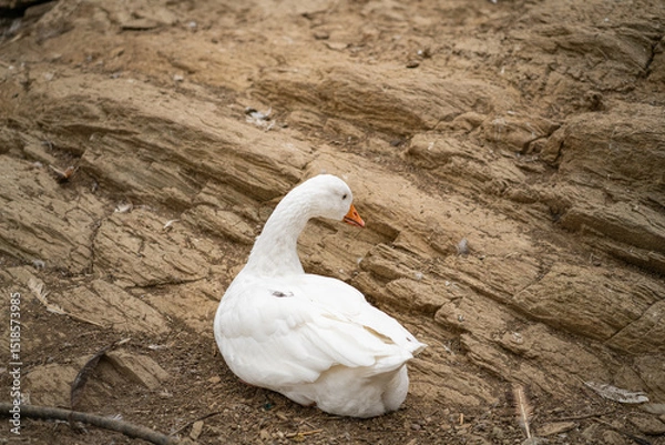 Obraz Graceful Geese and Playful Ducks: Tranquil Wildlife Moments