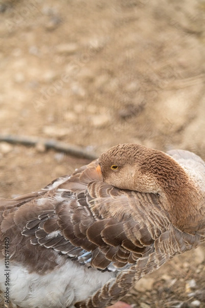 Obraz Graceful Geese and Playful Ducks: Tranquil Wildlife Moments