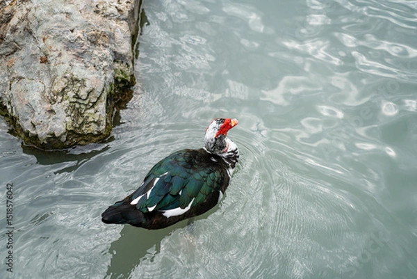 Obraz Graceful Geese and Playful Ducks: Tranquil Wildlife Moments