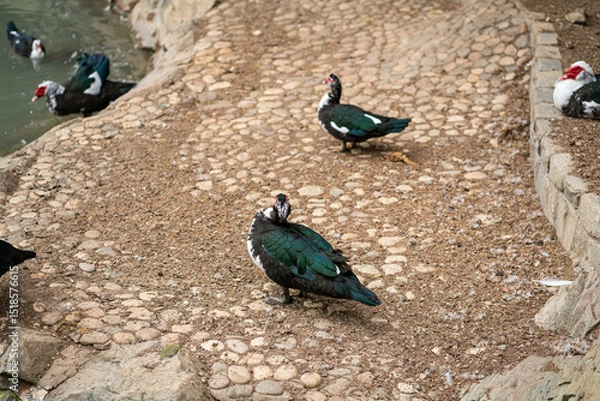 Obraz Graceful Geese and Playful Ducks: Tranquil Wildlife Moments