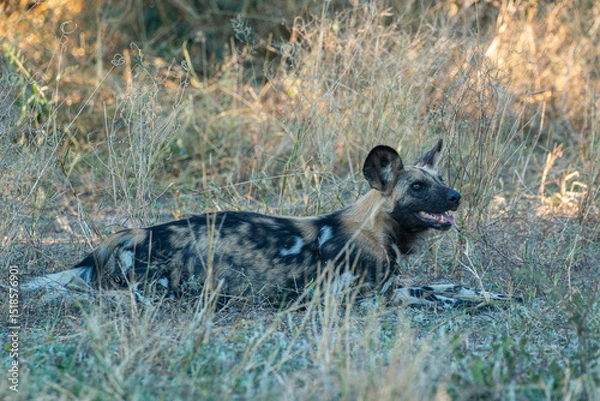 Fototapeta endangered wild dog in the wilderness of Moremi game Reserve