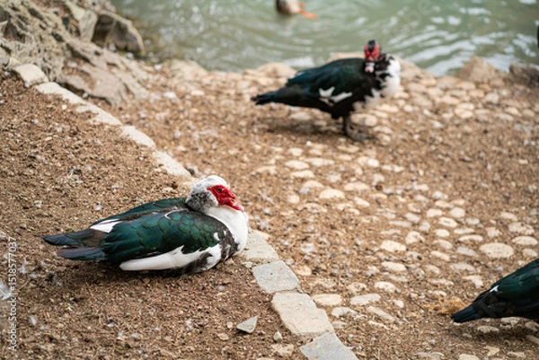 Obraz Graceful Geese and Playful Ducks: Tranquil Wildlife Moments