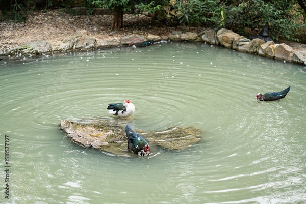 Obraz Graceful Geese and Playful Ducks: Tranquil Wildlife Moments