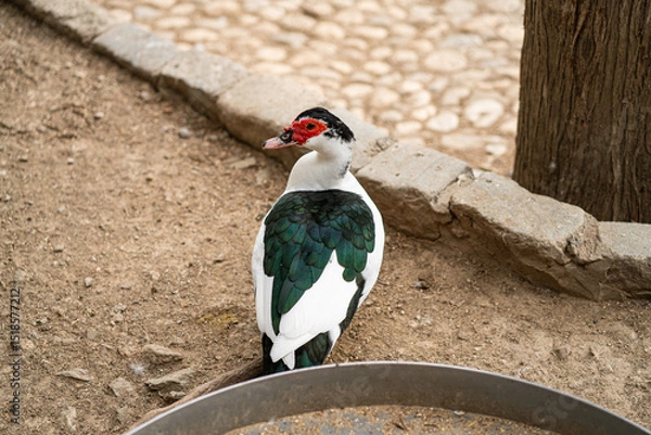 Obraz Graceful Geese and Playful Ducks: Tranquil Wildlife Moments
