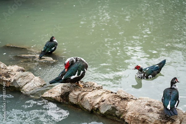 Obraz Graceful Geese and Playful Ducks: Tranquil Wildlife Moments