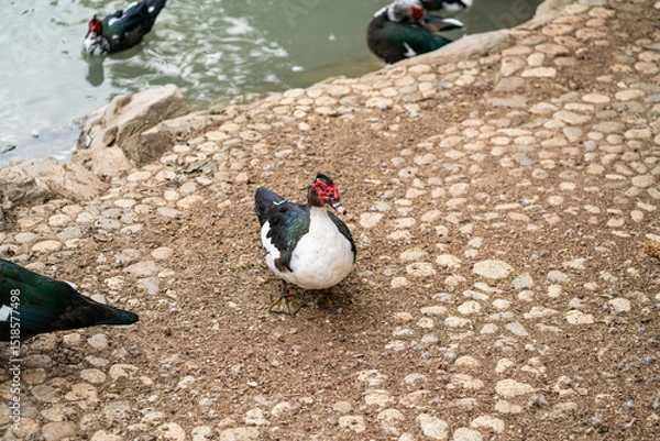 Obraz Graceful Geese and Playful Ducks: Tranquil Wildlife Moments