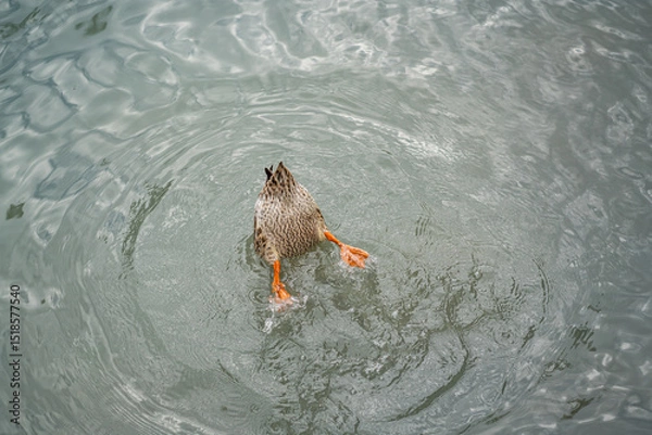 Obraz Graceful Geese and Playful Ducks: Tranquil Wildlife Moments