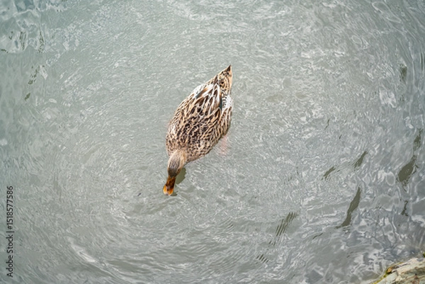 Obraz Graceful Geese and Playful Ducks: Tranquil Wildlife Moments