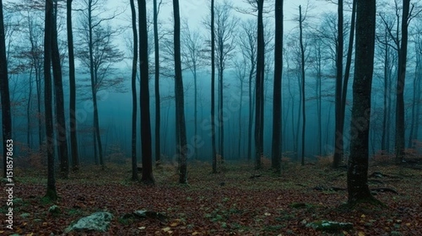 Obraz Misty forest scene in the deep woods.