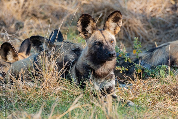 Fototapeta highly endangered painted dog/ wild dog at magotho camp site close khwai and moremi game reserve resting