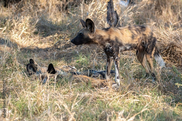 Fototapeta endangered pack of painted dogs resting in grassland in one of botswana's game reserves