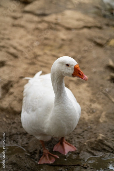 Obraz Graceful Geese and Playful Ducks: Tranquil Wildlife Moments