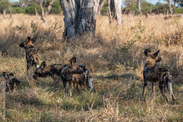Fototapeta pack of endangered african wild dogs resting in one of botswana magical game reserves close to khwai at magotho camp site