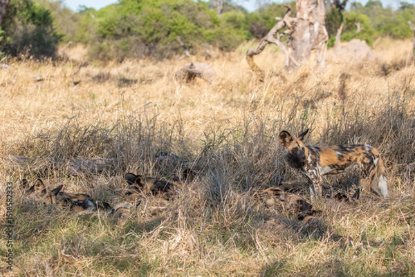 Fototapeta in the wild: pack of endangered african wild dog (lycaon pictus) seen resting in khwai development trust