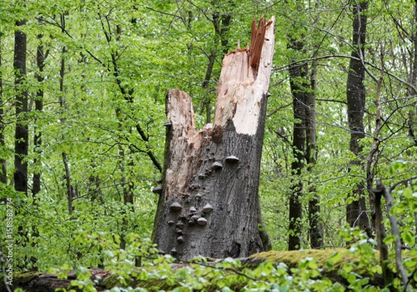 Fototapeta Broken tree trunk in a forest with green leaves and growing mushrooms
