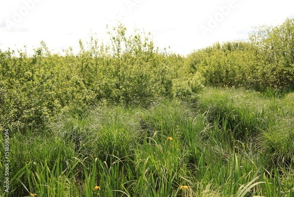 Obraz A swamp dense with vegetation. Ukrainian Polissia, Chernihiv region.