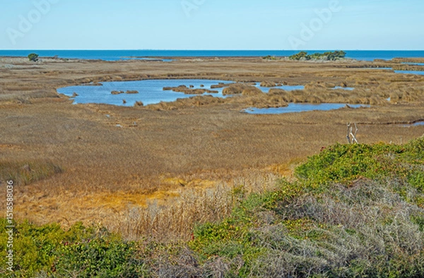 Obraz Coastal Wetlands In Cape Hatteras