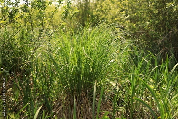 Obraz A swamp dense with vegetation. Ukrainian Polissia, Chernihiv region.