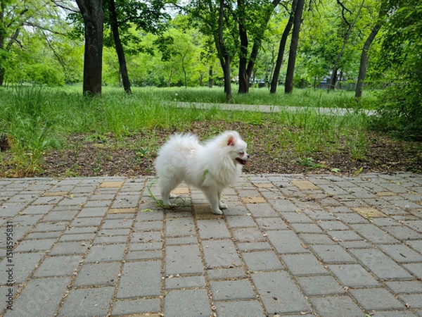 Fototapeta Fluffy white dog walking on paved path in a park with green grass and trees in the background. The dog looks joyful and excited, with its fur blowing slightly in the breeze