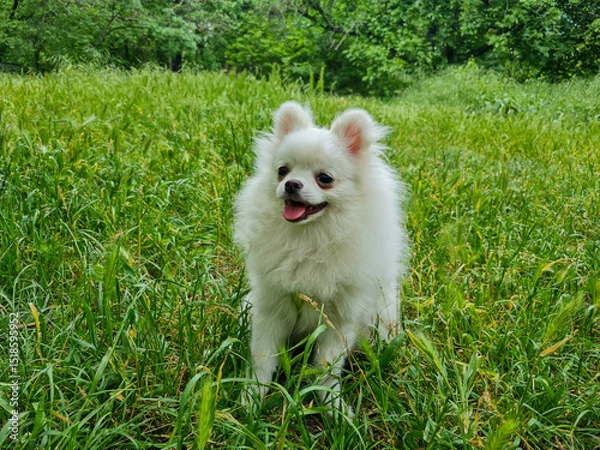 Fototapeta Fluffy white dog with small ears and happy expression stands on lush green grass in a park-like setting with dense trees and vibrant greenery in the background, creating a lively atmosphere