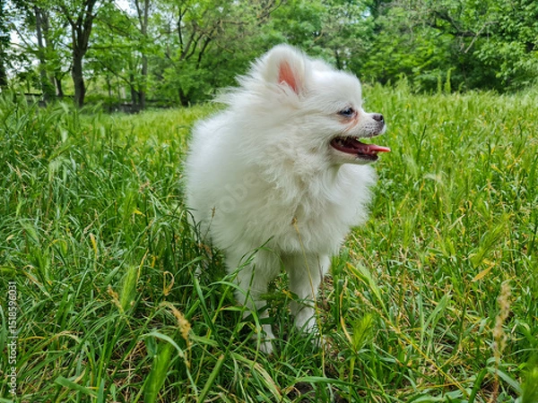 Fototapeta Fluffy white dog with open mouth and tongue out stands amidst lush green grass in a serene, wooded landscape under a canopy of trees, looking content and lively