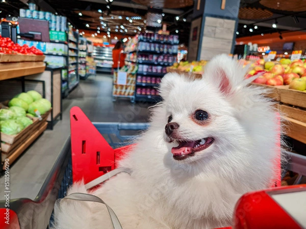 Fototapeta Fluffy white dog with open mouth sits in a red shopping cart surrounded by shelves filled with fruits and vegetables in a busy supermarket aisle, under bright lights