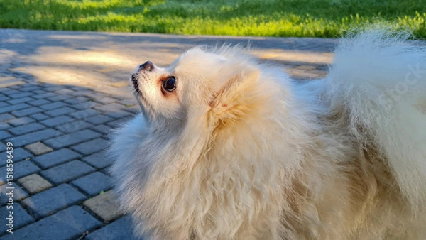 Fototapeta Fluffy small dog looking upward with alert expression, light cream fur, standing on a stone path with green grass in the background, illuminated by soft sunlight